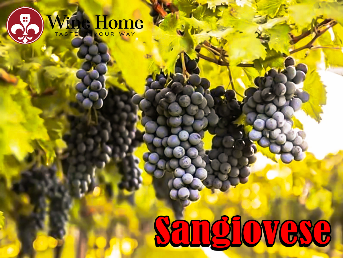 Khám phá giống nho Sangiovese - Đặc trưng vùng Tuscany Italia
