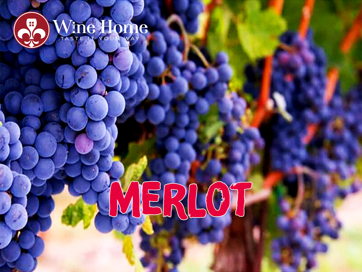 Nho Merlot và rượu vang làm từ nho Merlot